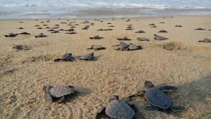 Puerto Escondido Ecotours S.A. de C.V. place picture